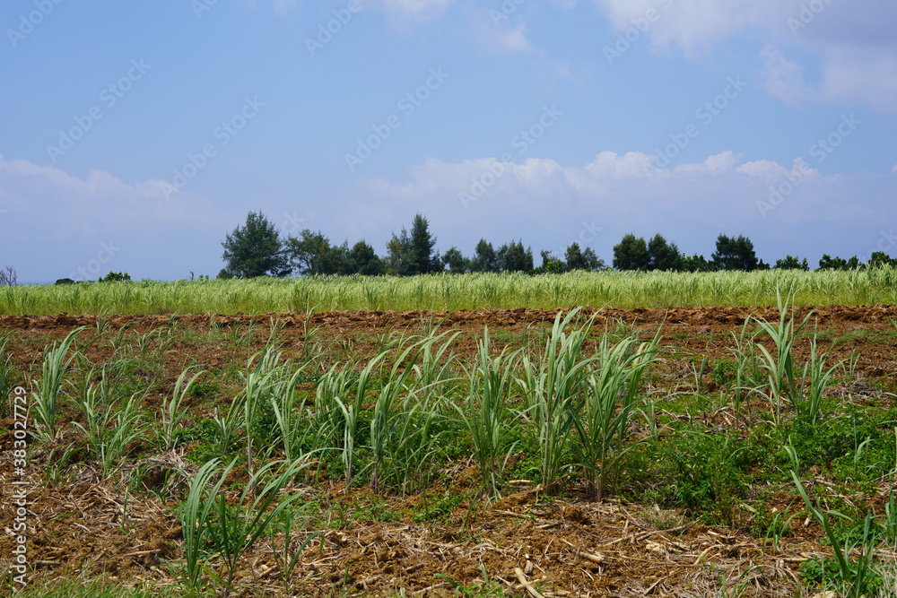 Obraz premium 沖縄県波照間島のさとうきび畑