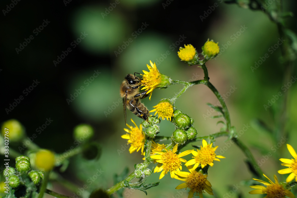 Nature photo with a selective focus shot of a lovely bee on a yellow blossom and blurred background - Stockphoto Nature photo with a selective focus shot of a lovely bee on a yellow blossom and blurred background - Stockphoto