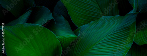 blue and green leaves photo