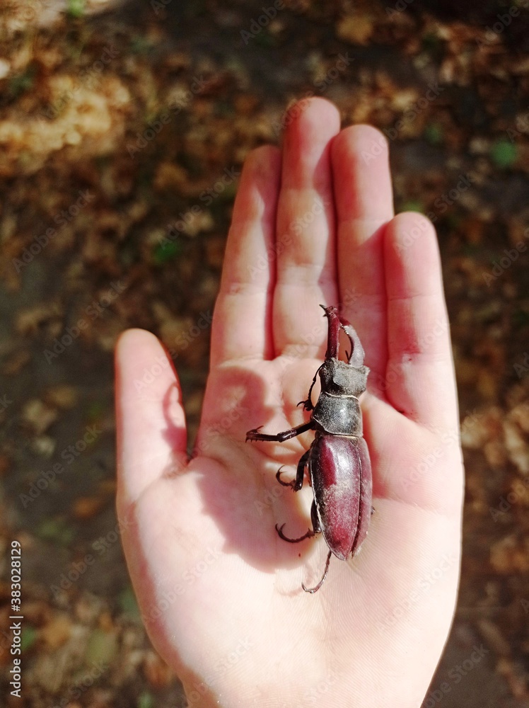 Obraz premium deer beetle on a child's palm