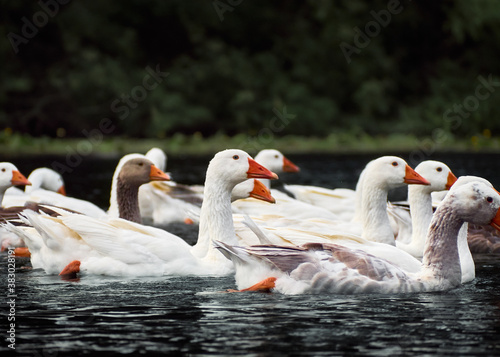 White geese in a river.