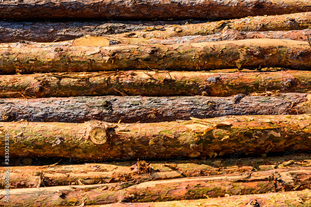 Background of the many tree logs. Wooden pattern