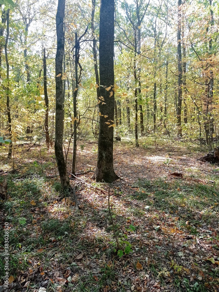 Fototapeta premium autumn in the forest