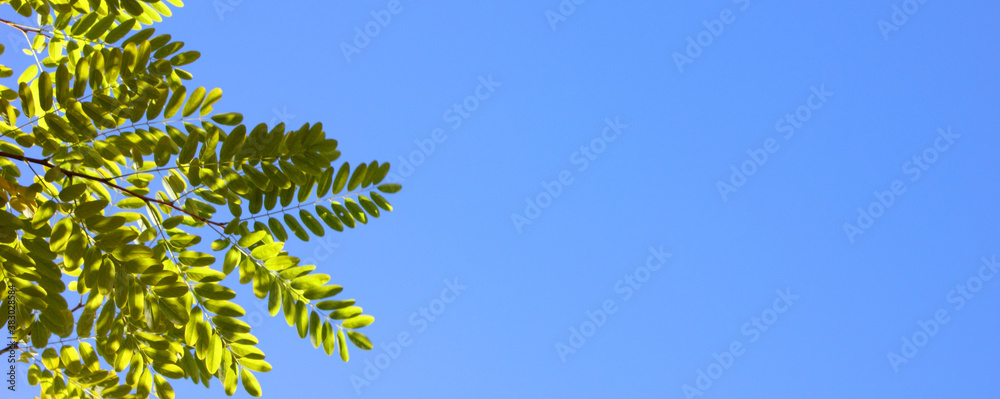 A green tree branch against a blue sky. Autumn. Clear blue sky. Background. Texture. Copy space for text. Banner. The branch is located on the left