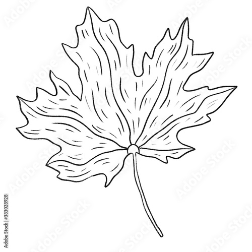 Beautiful monochrome line floral illustration on white background. Hand-drawn leaf. Design greeting card and invitation of holiday. Line art raster illustration.