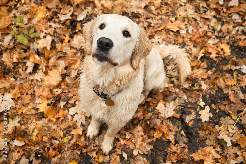 Golden retriever looks at its owner while walking in the autumn forest