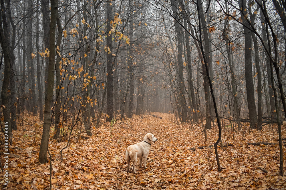 Golden retriever for a walk in the autumn forest Golden retriever for a walk in the autumn forest