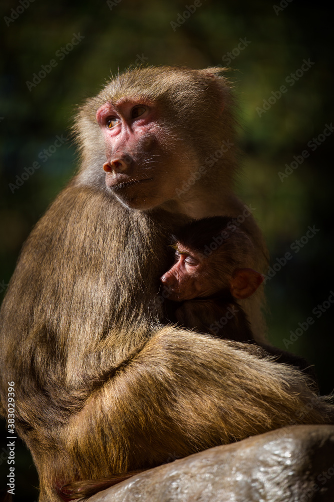 Fototapeta premium Mantle baboon in the zoo