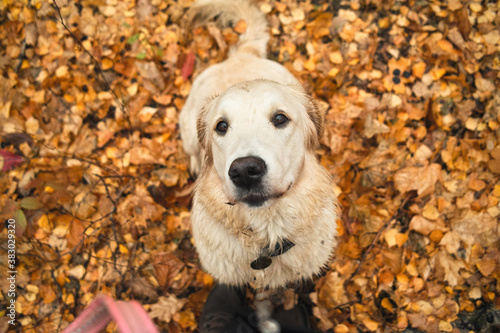 dog looks at its owner while walking in the autumn forest