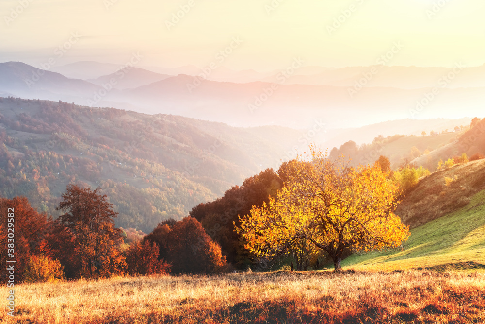 Picturesque autumn mountains with red beech forest in the Carpathian mountains, Ukraine. Landscape photography