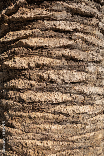 Palm tree bark texture