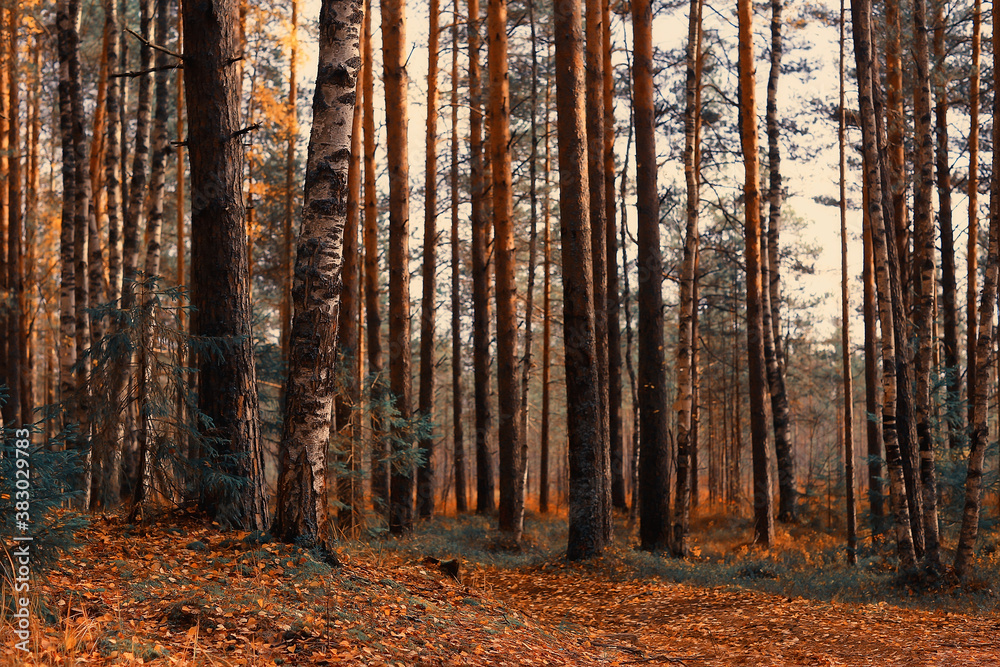 golden autumn forest landscape, mixed forest view, taiga, nature in october golden autumn forest landscape, mixed forest view, taiga, nature in october