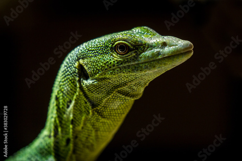 emerald monitor lizard portrait with black background photo