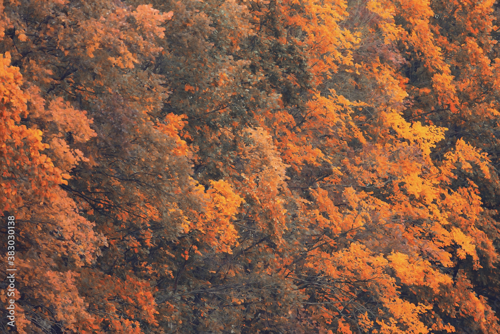 multicolored leaves branches background, abstract blurred wallpaper view multicolored leaves branches background, abstract blurred wallpaper view