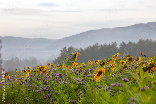 Herbstliches Sonnenblumenfeld