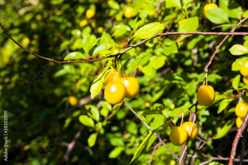 Ripe wild yellow plum on a tree in the garden. Plum harvest autumn