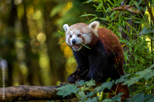 The red panda eats eucalyptus leaves