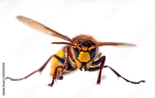 European hornet in latin Vespa crabro © Daniel Prudek