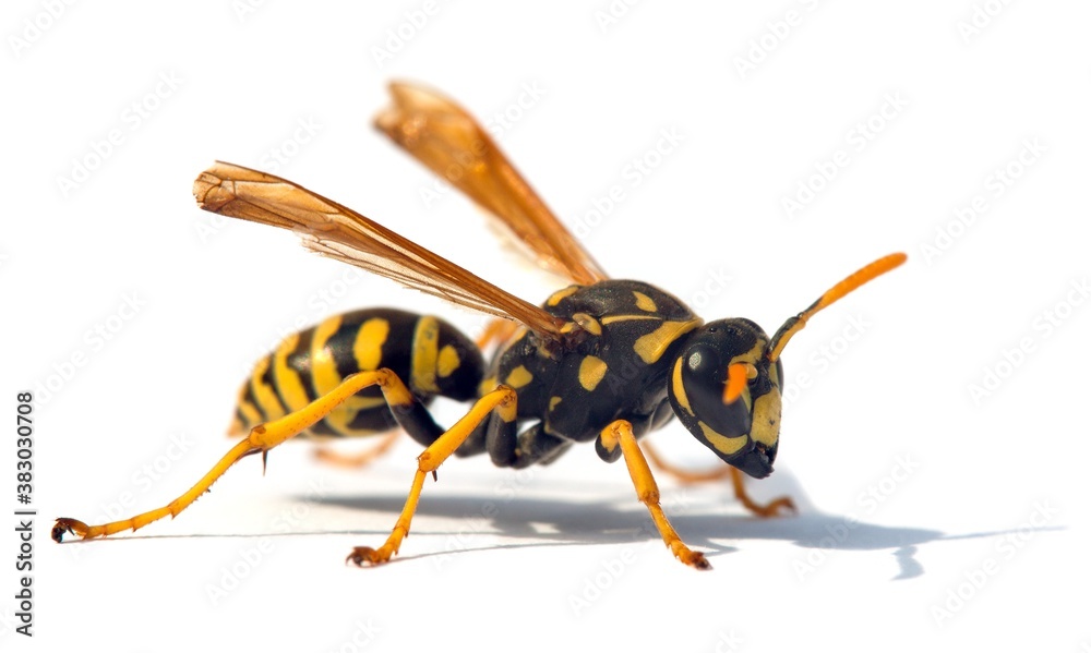 wasp or German yellowjacket isolated on white background wasp or German yellowjacket isolated on white background