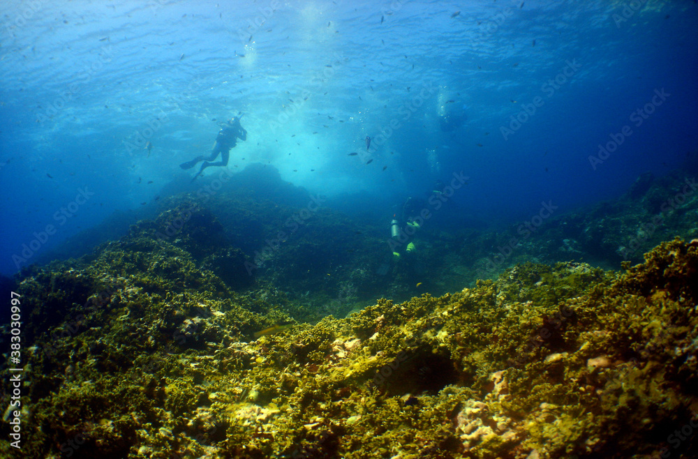 Obraz premium underwater scuba diver caribbean sea Venezuela