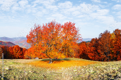 Panorama of picturesque autumn mountains with red beech forest in the foreground. Landscape photography