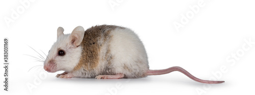 Brown with white young adult African rat aka Mastomys Natalensis, standing side ways. Looking straight ahead. Isolated on white background. photo