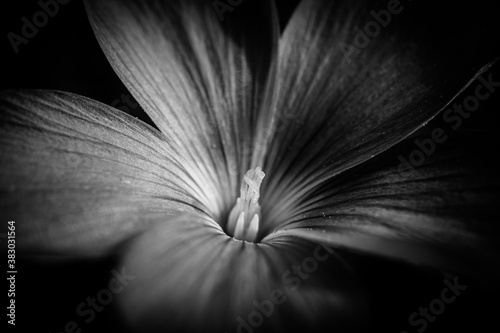 flor macro blanco y negro