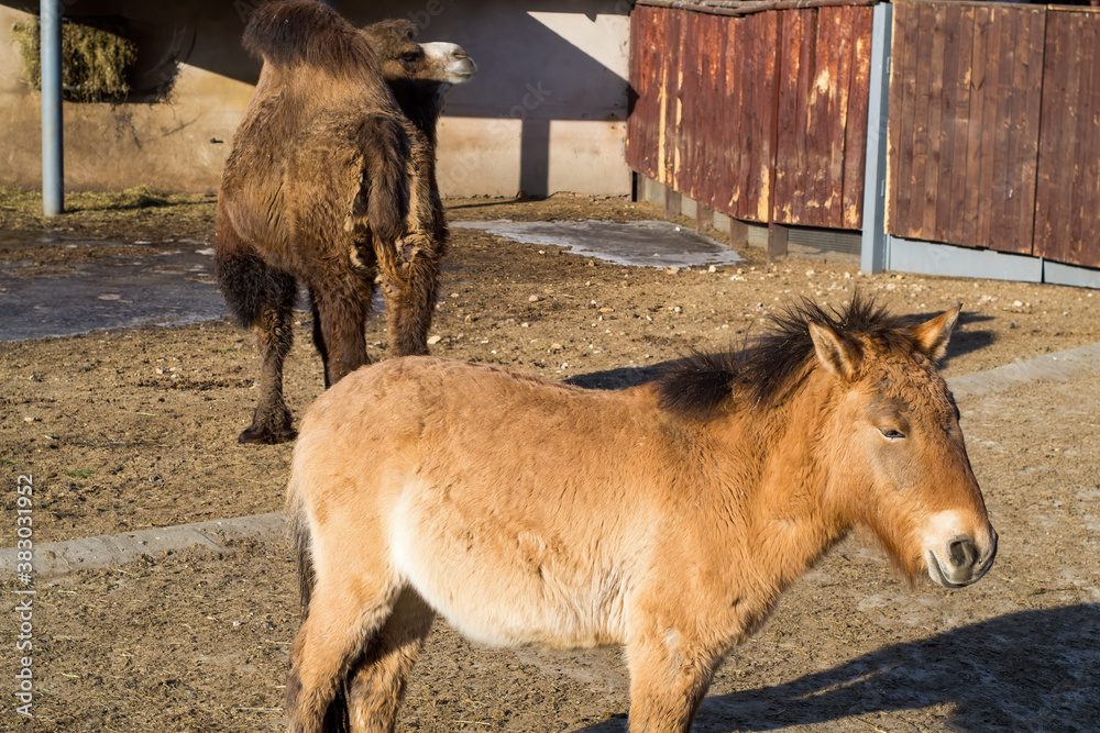 Fototapeta premium A red donkey and a camel are standing in the animal pen. In the background, wooden buildings.
