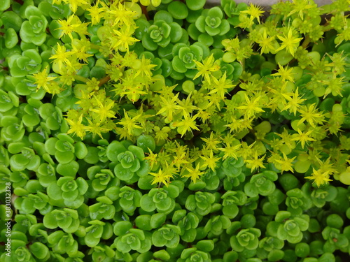 Sedum makinoi beautiful star flower  ground cover plants