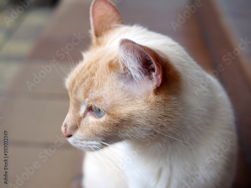 Cat, profile picture, close - up. A light-colored cat with blue eyes, a pet sitting and resting.
