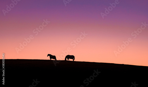 Fototapeta Naklejka Na Ścianę i Meble -  silhouette of a horse