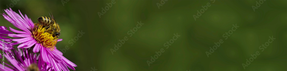 Biene beim Nektar sammeln auf Blüte, Bannerformat Biene beim Nektar sammeln auf Blüte, Bannerformat