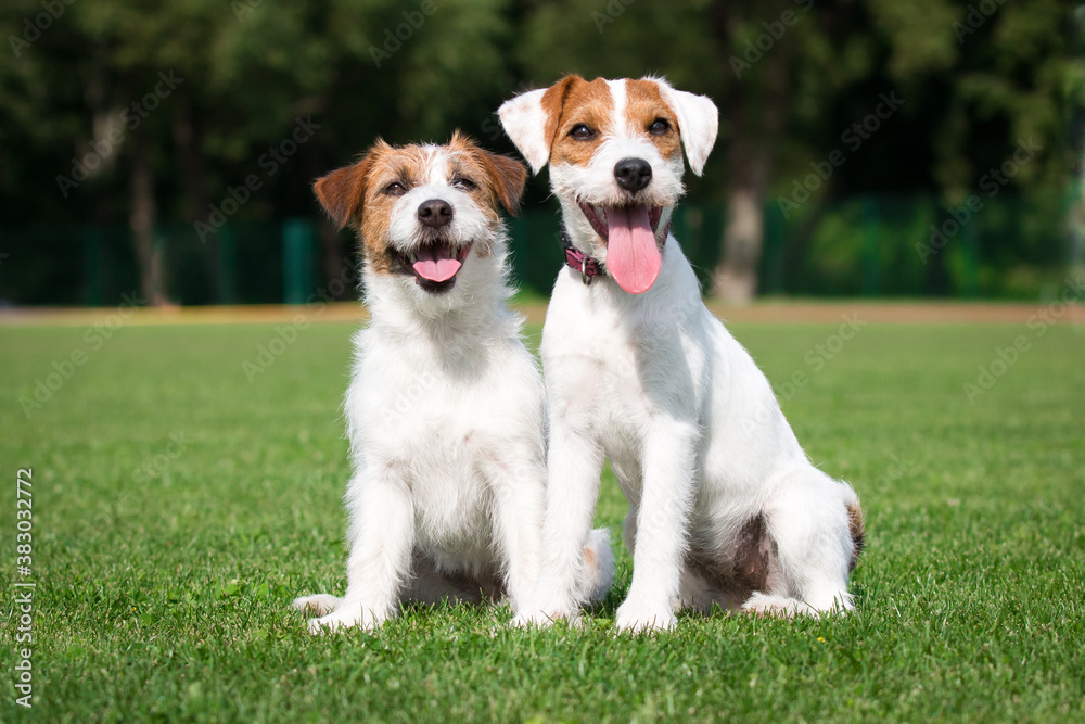 Two cute adorable rough haired jack russell terrier and parson russel terrier puppy sitting outdoors on summer time with green background. Hunting terriers posting outside, nice portrait of pet dog 