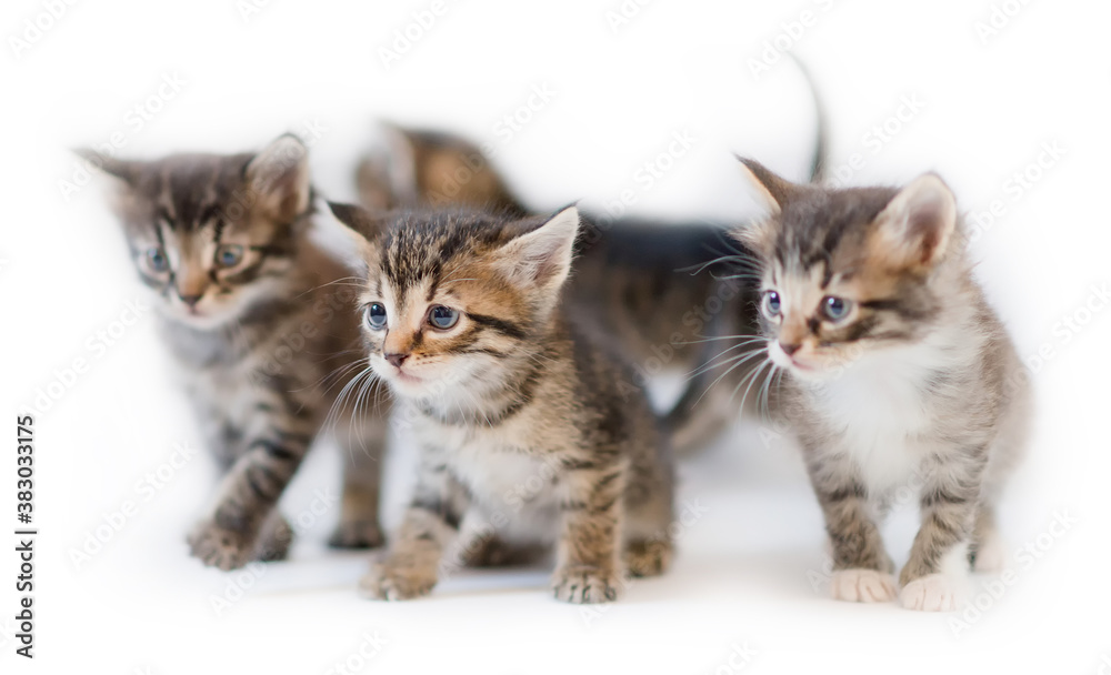 Playful kittens on white background