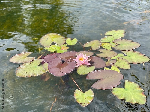 lilies in the pond
