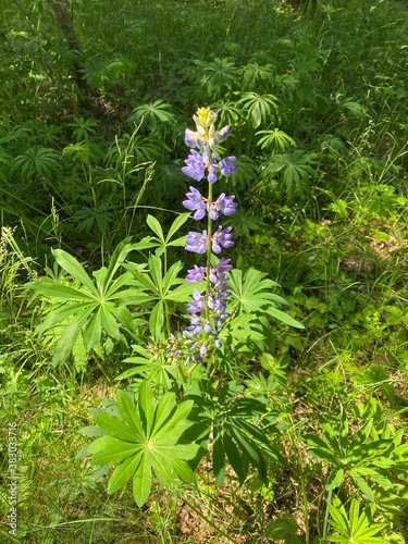 flowers in the forest