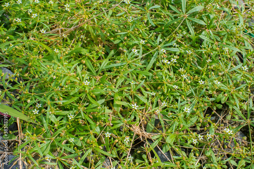 grass and white flowers growing on the ground