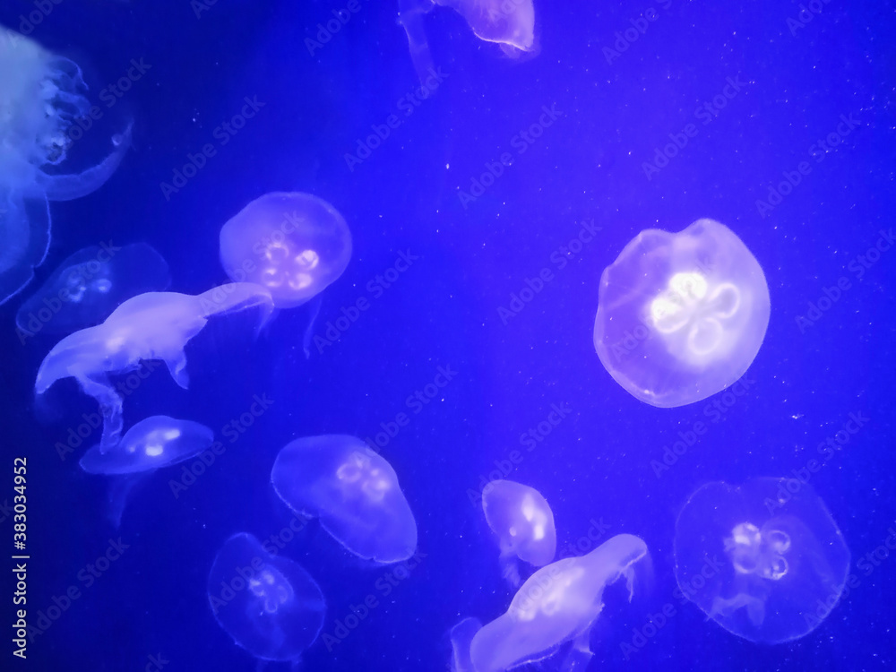medusas marinas medusas marinas