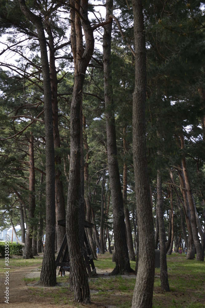 Fototapeta premium Pine trees, Gangneung, Korea 소나무, 강릉, 한국