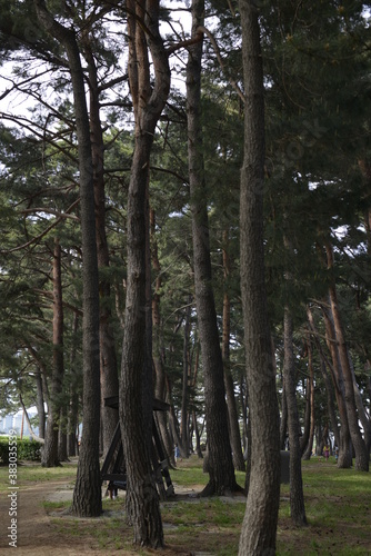 Pine trees, Gangneung, Korea 소나무, 강릉, 한국