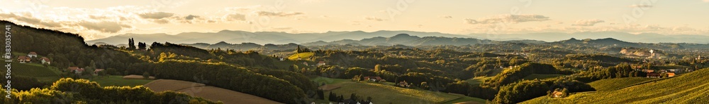 Sunset panorama of wine street in Styria. Fields of grapevines.