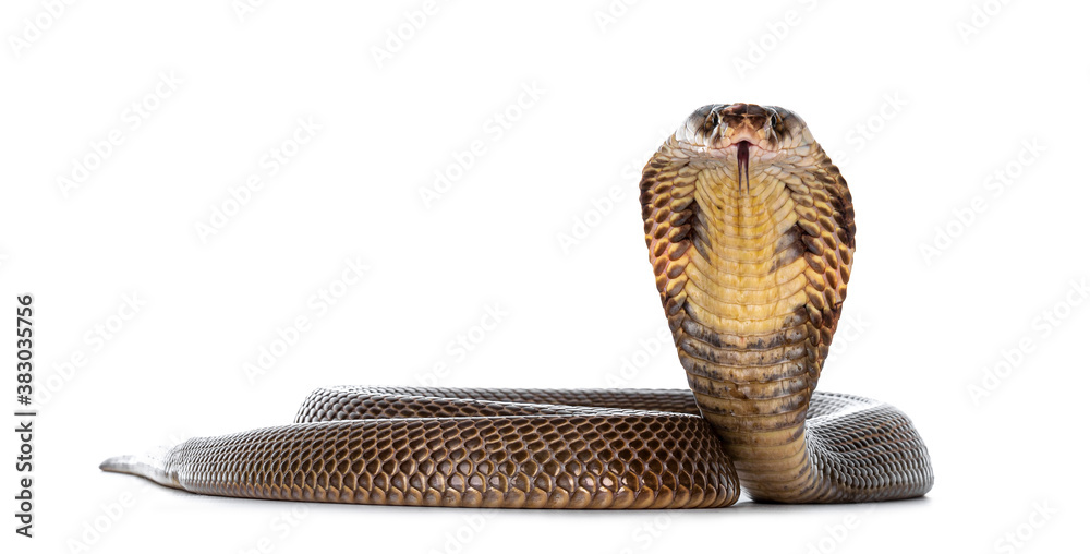 Ταπετσαρία Adult Monocled cobra aka Naja kaouthia snake, in defense position