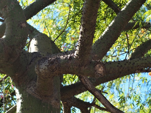 The branch bottle tree with spikes on a trunk