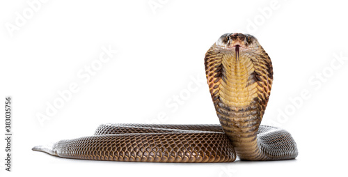 Adult Monocled cobra aka Naja kaouthia snake, in defense position. Isolated on white background. photo