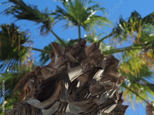 View from below along the trunk of the palm tree