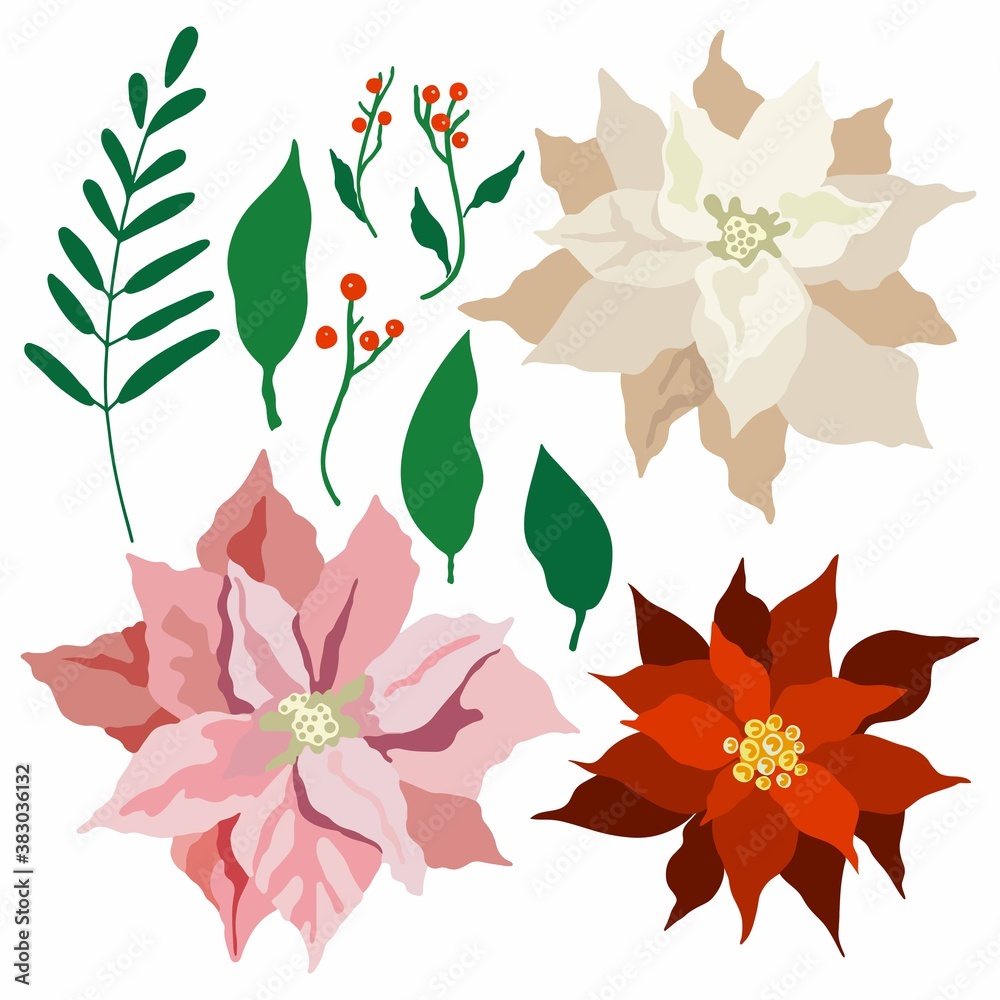 Vector illustration set of poinsettia plants. Christmas set of poinsettia flowers with leaves, stems isolated on white background. Flowering plant.