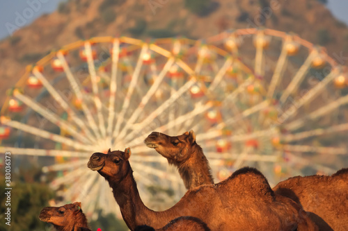 Selective focus image of camels in the fore ground as the main subject and giant wheel ride blurred at Pushkar, Rajathan, India on 19 November 2018 photo