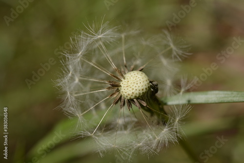 Dandelion  Gangneung  Korea                          