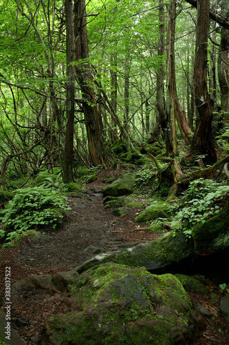 自然の森 © Paylessimages