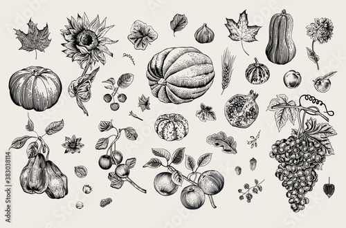 Happy Autumn. Harvest. Autumn botanical set. Vector vintage illustration. Black and white
